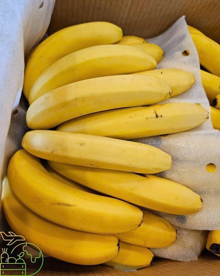 Yellow Cavendish Banana (G9)