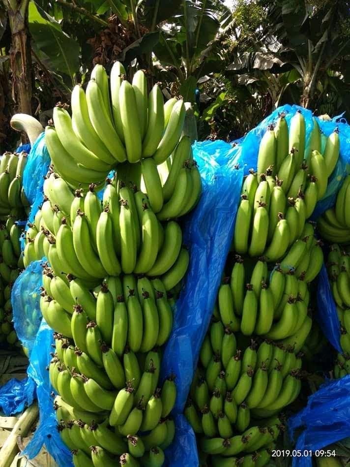 Green Cavendish Banana (G9)